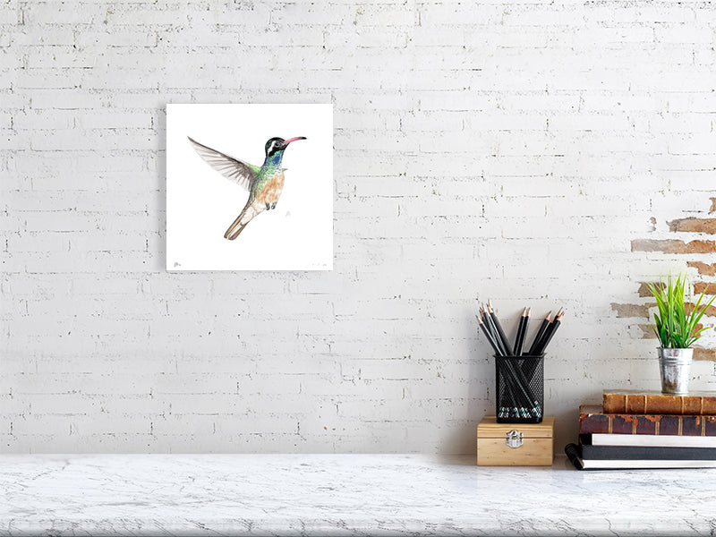 A small unframed print hanging on a white wall, featuring a watercolour and pencil drawing of a hummingbird in flight, with green, brown and blue hues. Signed by Sophie Hall.