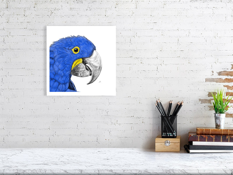 A medium size unframed pencil and watercolour illustration of a Hyacinth Macaw bird, hanging on a white brick wall over a marble desk.