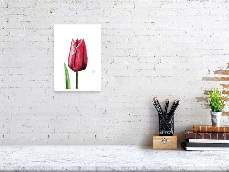 A small unframed watercolour and pencil drawing of a single red tulip in a contemporary style, signed by artist Sophie Hall and hanging on a white brick wall above a desk.