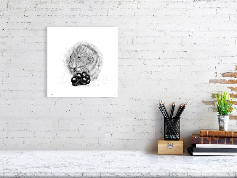 Medium unframed print of a detailed pencil drawing featuring a vole eating berries, on a white background, signed and numbered by Sophie Hall and hanging on a white brick wall over a desk.