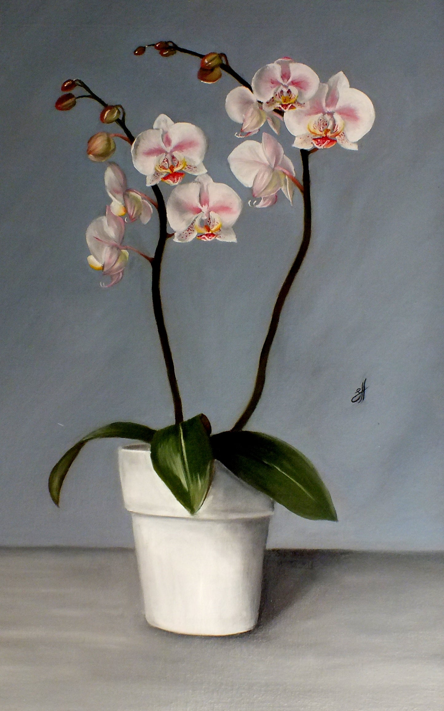 Winter Orchids