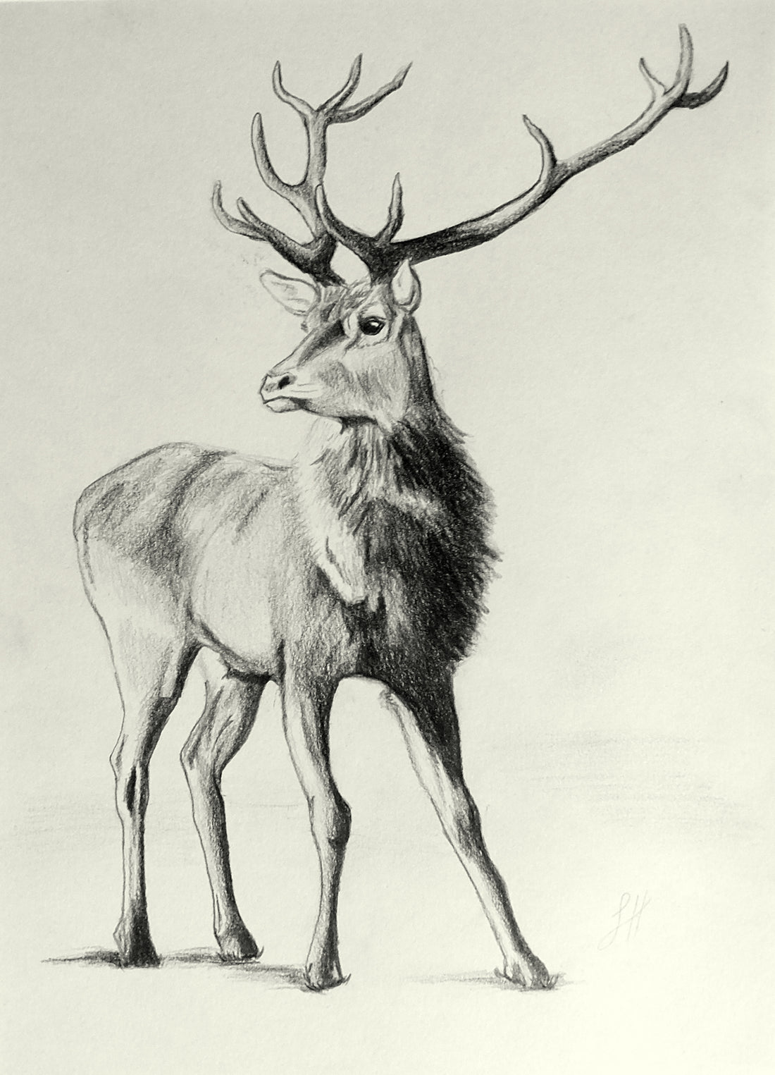 Animal Drawings