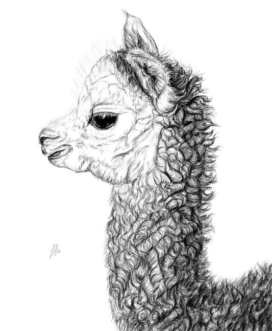 A pencil drawing of an alpaca, showing the animal in profile with detailed fur texture. Drawing by Sophie Hall.