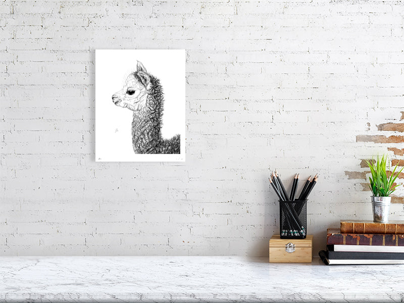 Meium unframed drawing of an alpaca, hanging on a white brick wall
