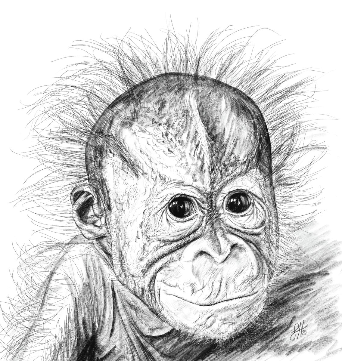 A highly detailed pencil drawing of a baby orangutan with fluffy hair sticking out from its head. Signed by Sophie Hall.