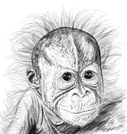 A highly detailed pencil drawing of a baby orangutan with fluffy hair sticking out from its head. Signed by Sophie Hall.