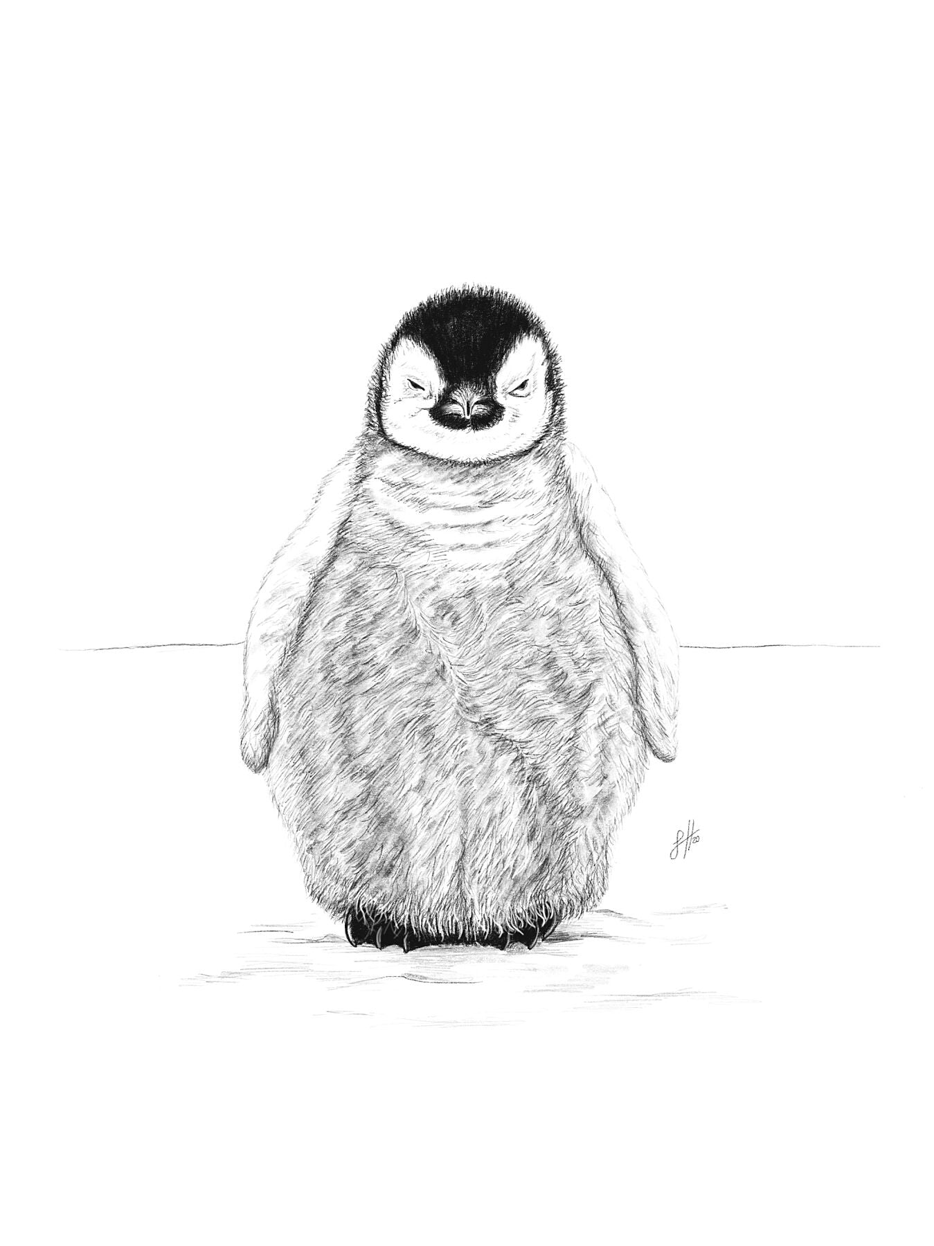 A detailed monochrome pencil drawing of a fluffy baby emperor penguin on a white background, signed by Sophie Hall.