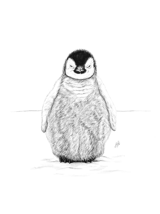 A detailed monochrome pencil drawing of a fluffy baby emperor penguin on a white background, signed by Sophie Hall.