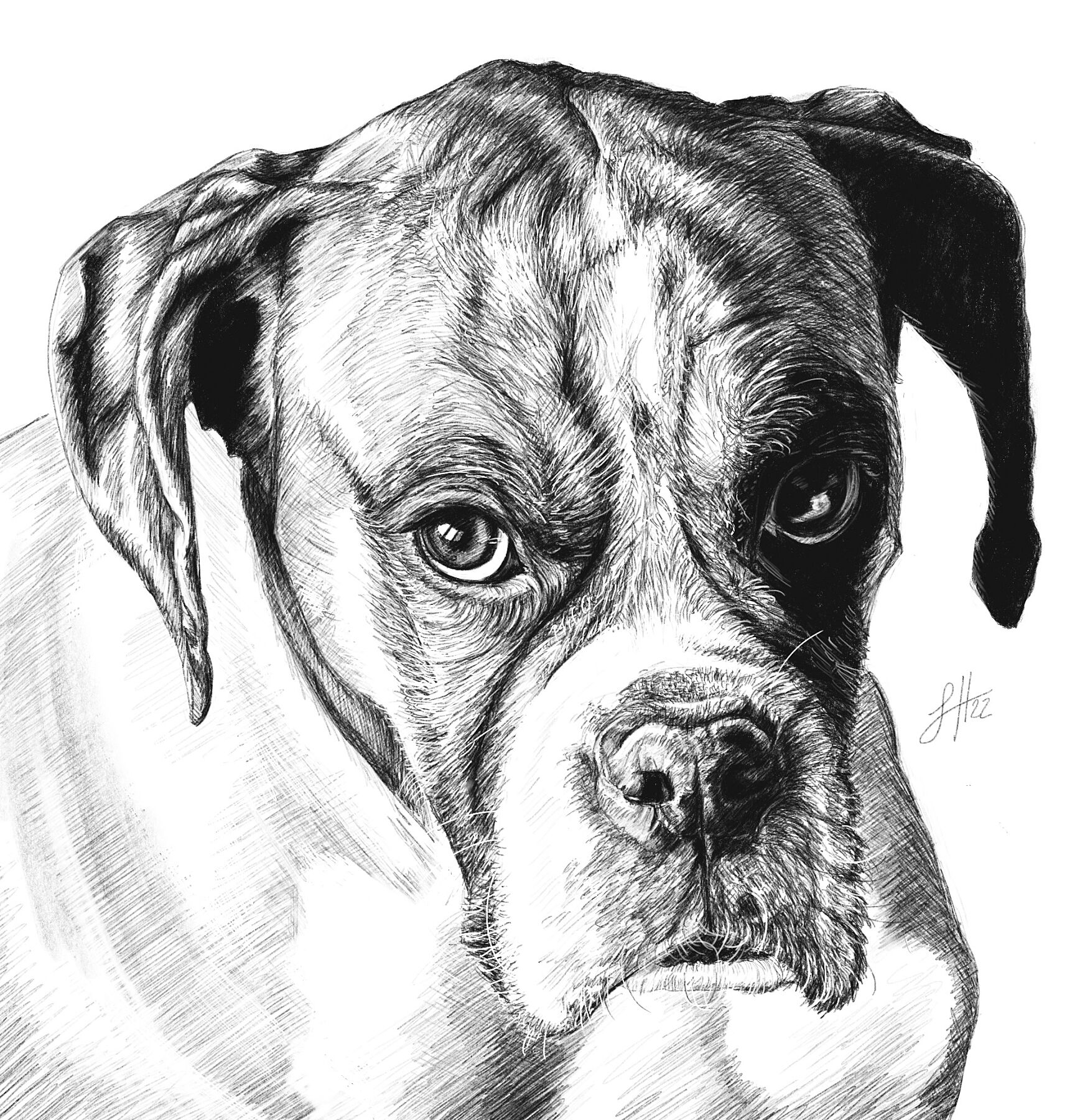 A highly detailed pencil drawing of a boxer dog with a sombre expression, printed on a white background and signed with Sophie Hall's monogram.