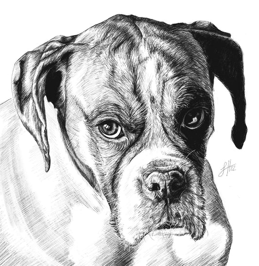 A highly detailed pencil drawing of a boxer dog with a sombre expression, printed on a white background and signed with Sophie Hall's monogram.