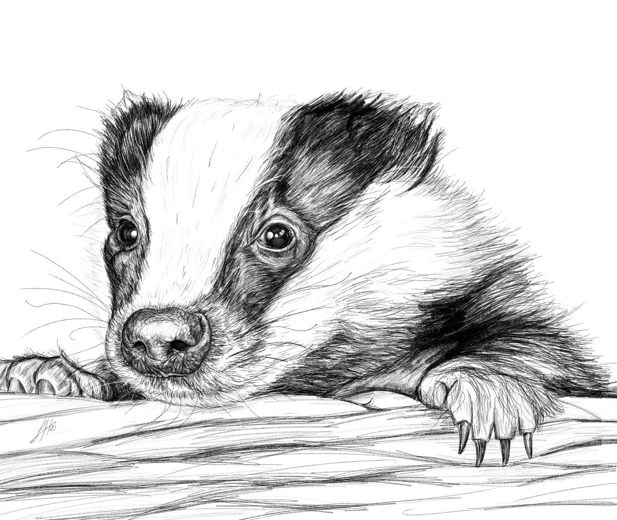 A pencil drawing portrait of a baby badger, peeking over a basket edge. A monochrome and detailed drawing by Sophie Hall.