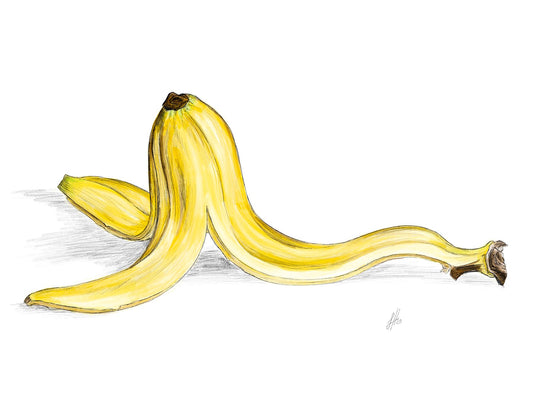 A hand drawn watercolour and pencil illustration of a banana peel with a focus on realistic texture and colour. Monogram signed by Sophie Hall.