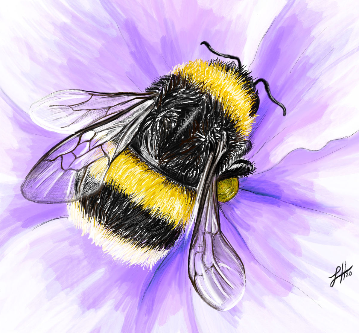 A pencil and watercolour realistic artwork of a fluffy yellow bumblebee on a purple flower, signed by Sophie Hall.