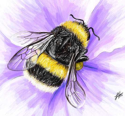 A pencil and watercolour realistic artwork of a fluffy yellow bumblebee on a purple flower, signed by Sophie Hall.