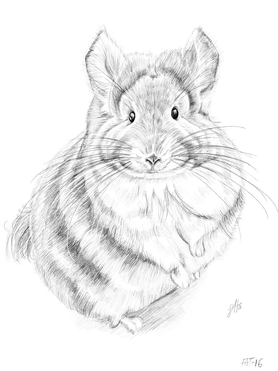 A detailed pencil drawing of a chinchilla on a white paper background, by Sophie Hall.