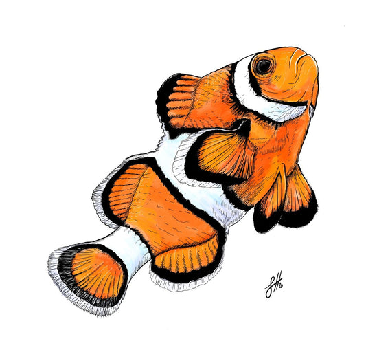 Original ink and watercolour artwork of a bright orange and white clownfish, signed  by Sophie Hall.