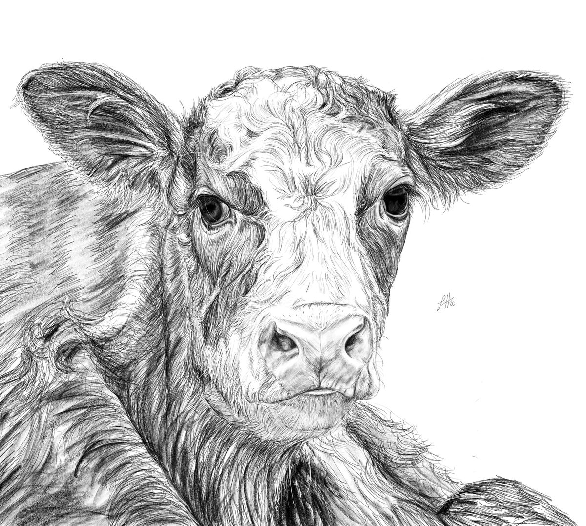 A detailed pencil drawing depicting a cow, with a focus on the animal's expressive face.