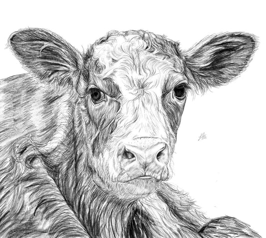 A detailed pencil drawing depicting a cow, with a focus on the animal's expressive face.