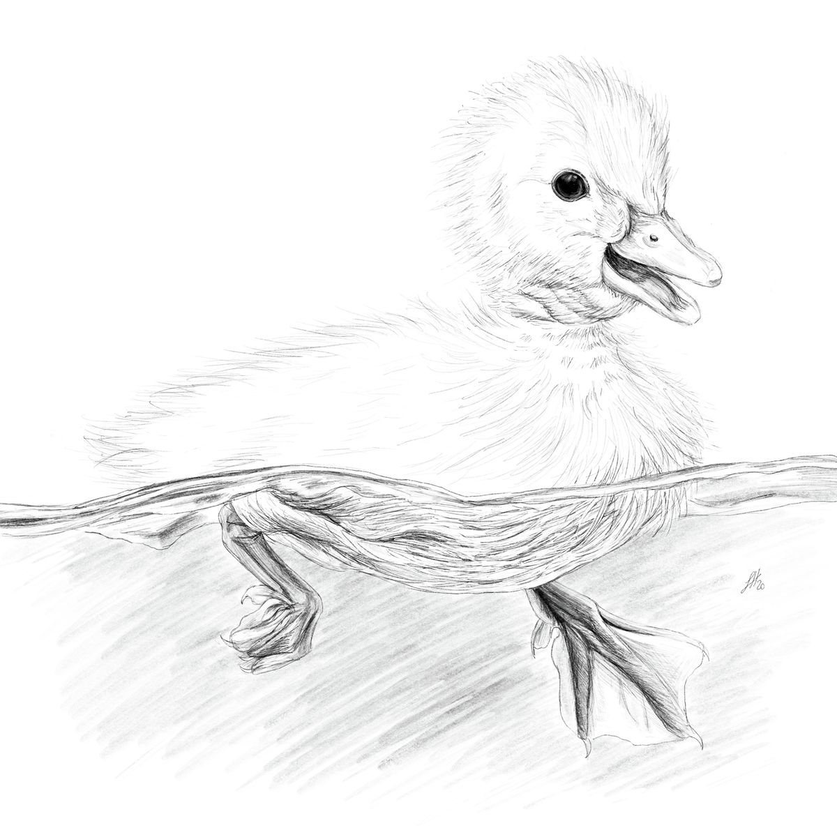 A detailed pencil drawing of a duckling paddling in water, by Sophie Hall.