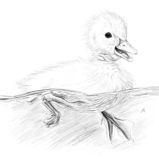 A detailed pencil drawing of a duckling paddling in water, by Sophie Hall.