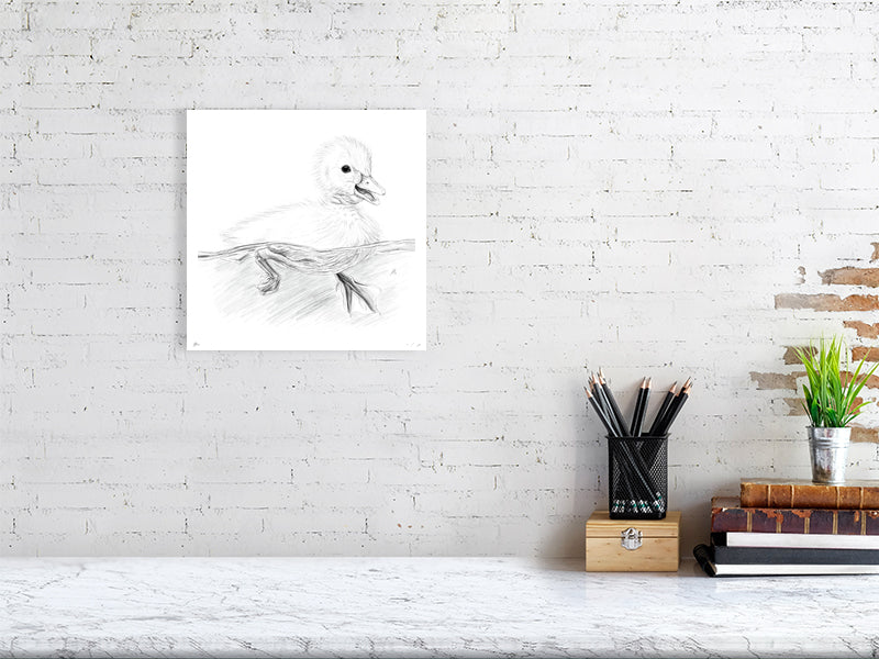 A medium sized unframed print of a detailed pencil drawing of a duckling paddling in water, by Sophie Hall. Print hangs on a white brick wall.