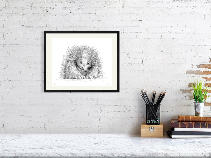 A medium size framed print of a pencil drawing of an echidna, hanging on a white brick wall. Artwork signed by Sophie Hall.