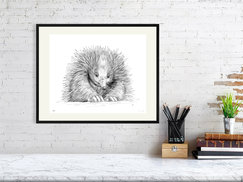 A large framed print of a pencil drawing of an echidna, hanging on a white brick wall. Artwork signed by Sophie Hall.