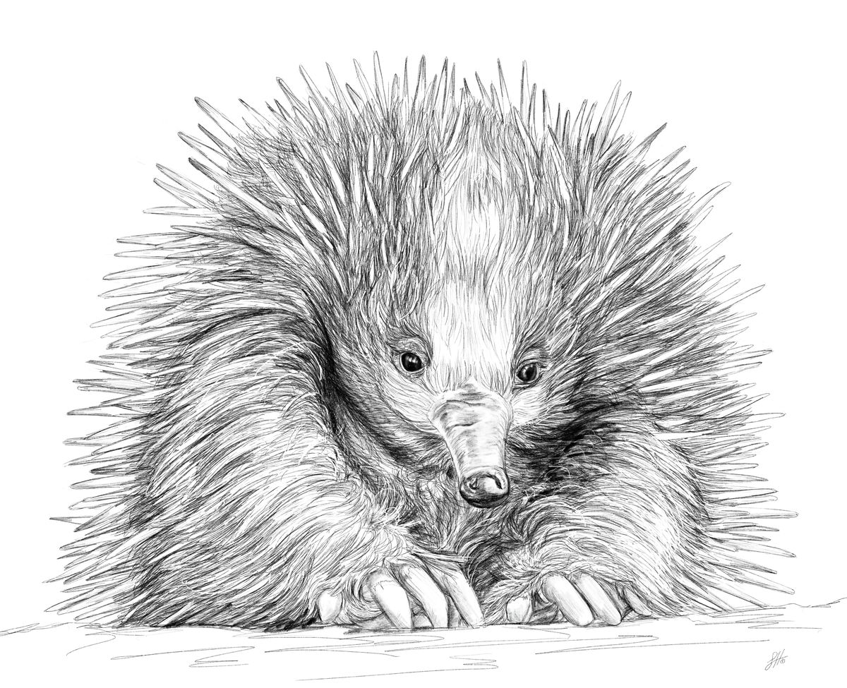 A pencil drawing of an echidna, showing its spiky texture and human-like posture. Artwork by Sophie Hall.