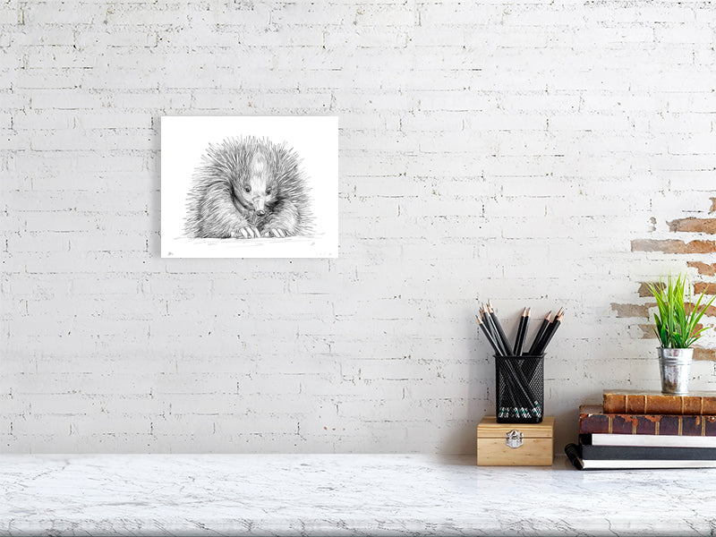 A medium, unframed print of a pencil drawing of an echidna, hanging on a white brick wall. Artwork signed by Sophie Hall.