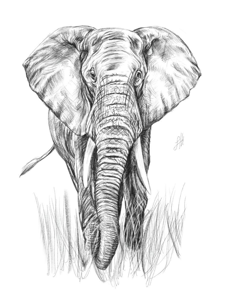 A detailed pencil drawing of an elephant in a natural setting, walking towards the viewer.