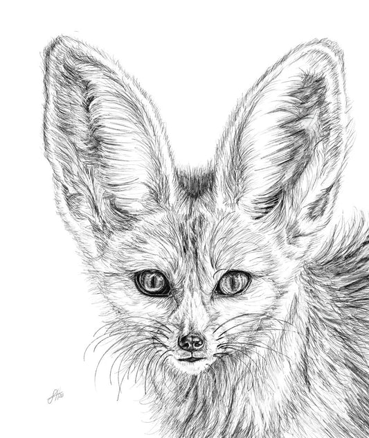 A detailed pencil drawing of a fennec fox, emphasizing the animal's distinctive large ears, intricate fur texture and expressive eyes. Signed by the artist Sophie Hall.