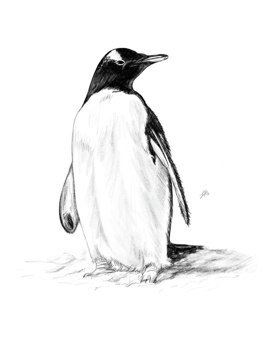 A detailed pencil drawing of a Gentoo penguin looking off to the right of the frame. Artwork by Sophie Hall.