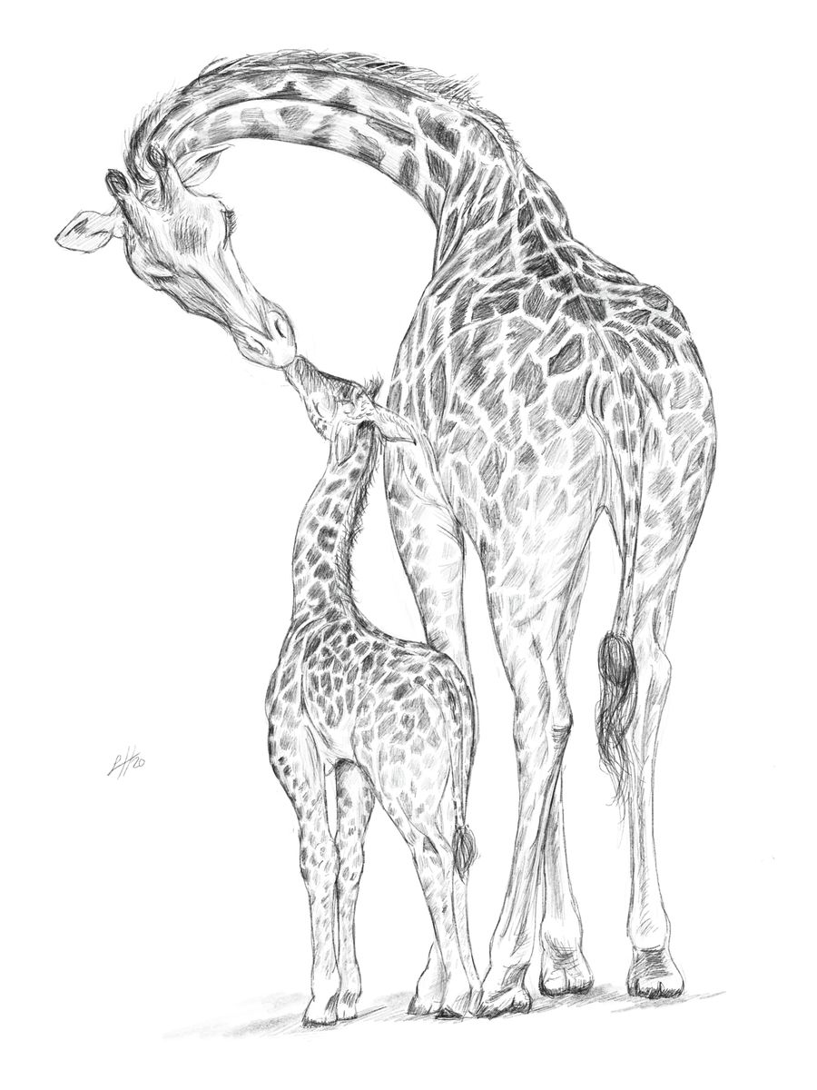 A hand-drawn pencil illustration of a mother giraffe and her baby, by Sophie Hall.