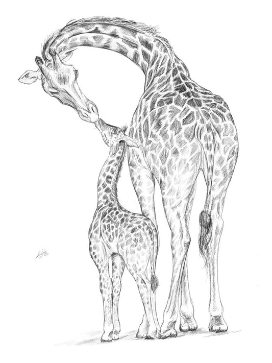 A hand-drawn pencil illustration of a mother giraffe and her baby, by Sophie Hall.