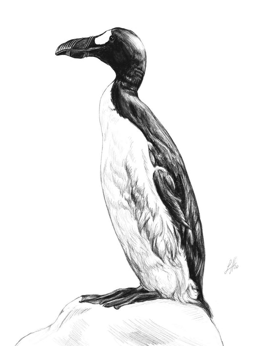 A pencil drawing of a Great Auk in profile, featuring an aquatic bird with a black and white head, white and black body, and a ridged, curved beak, perching on a rock and looking to the left.