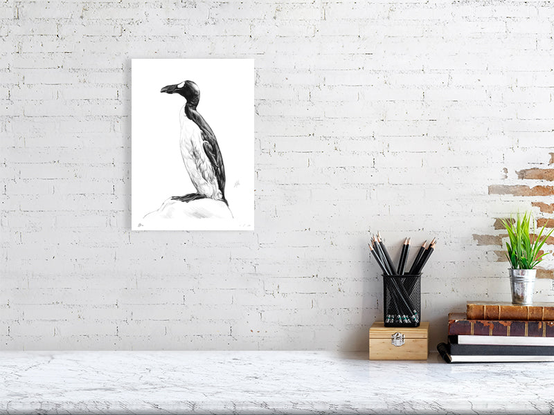 A medium size unframed pencil drawing of a Great Auk, featuring an aquatic black and white bird perching on a rock and looking to the left. The picture hangs on a white brick wall above a desk.
