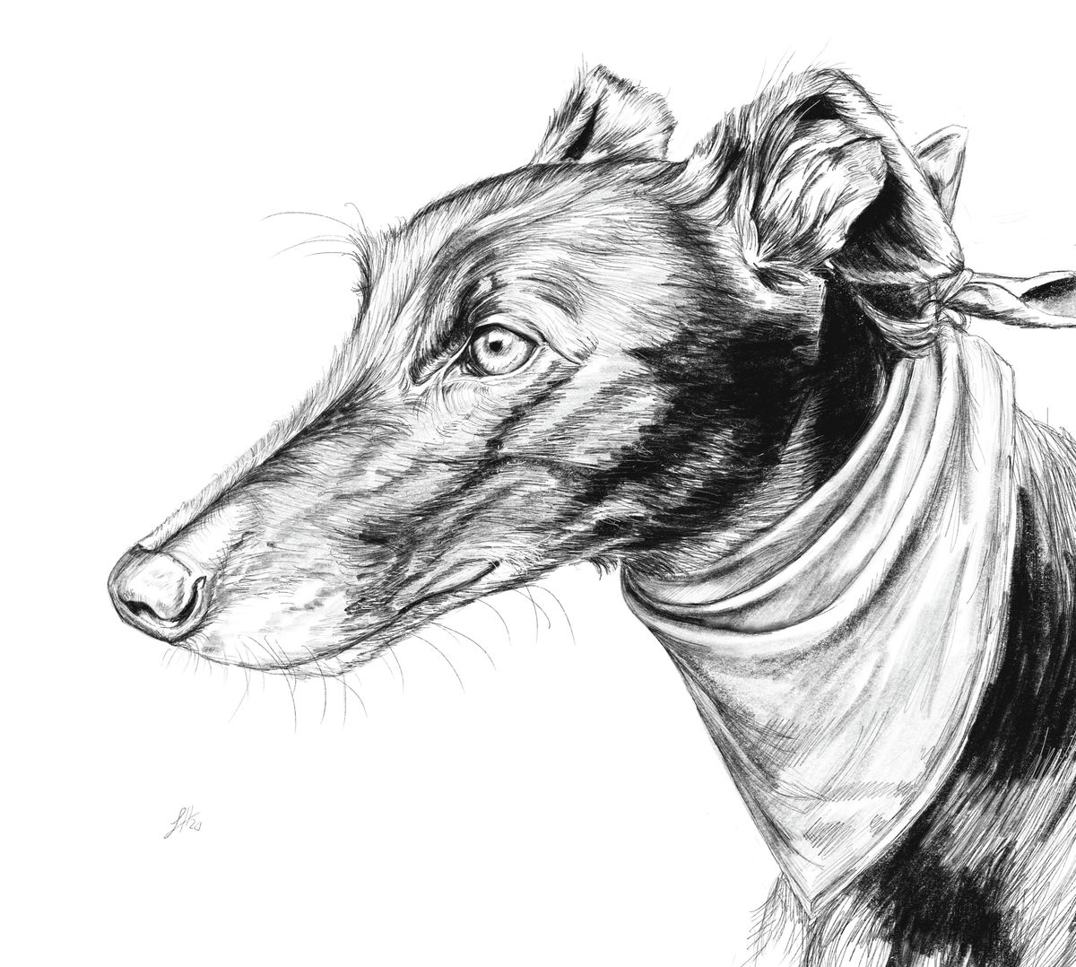 A monochrome pencil portrait of a greyhound dog with an intense expression. Signed by Sophie Hall.