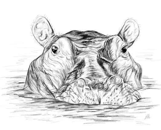 A pencil drawing portrait of a hippo partially submerged in water, signed by Sophie Hall.