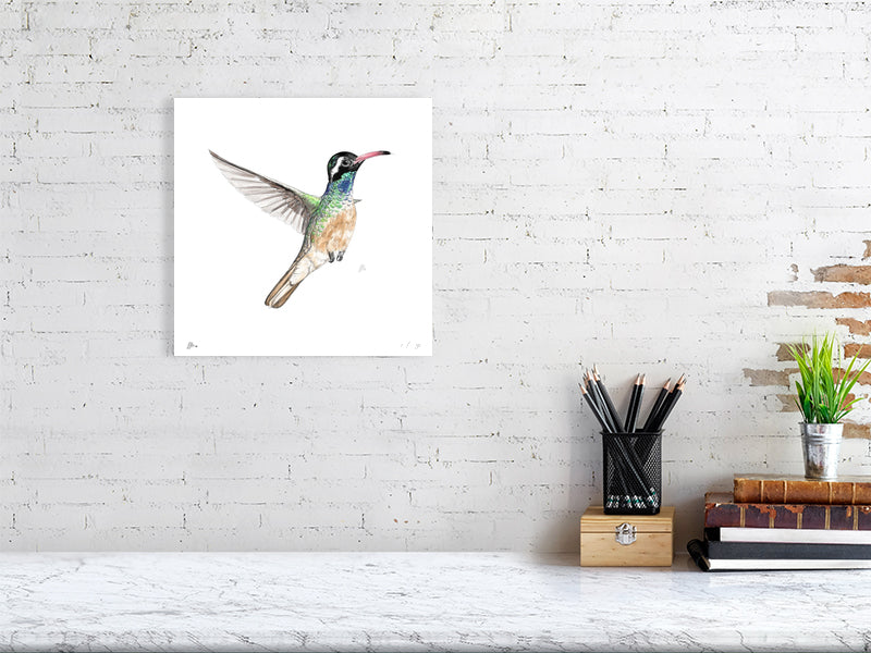 A small unframed print hanging on a white wall, featuring a watercolour and pencil drawing of a hummingbird in flight, with green, brown and blue hues. Signed by Sophie Hall.