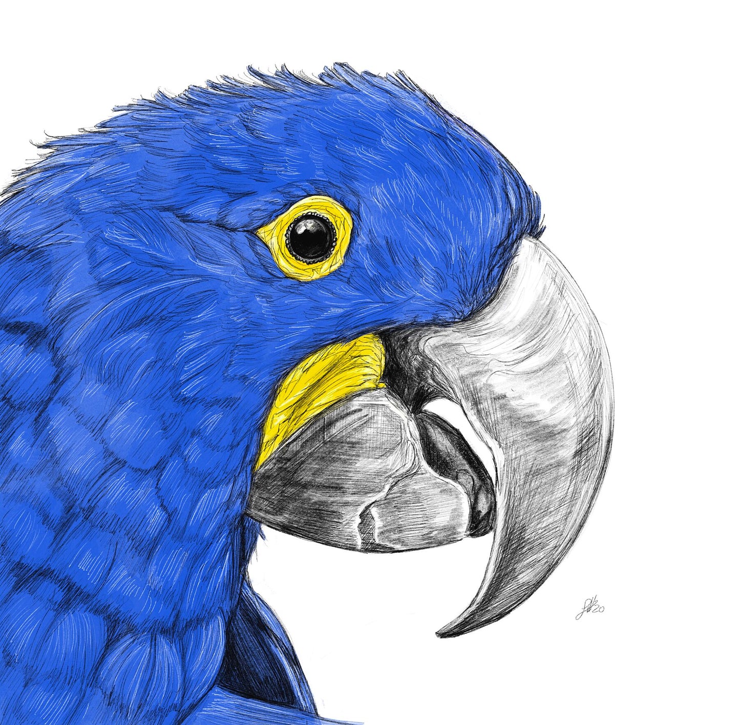 A detailed and colourful pencil and watercolour illustration of a Hyacinth Macaw bird, showcasing its blue feathers and yellow eye. Monogrammed  on the right by Sophie Hall.