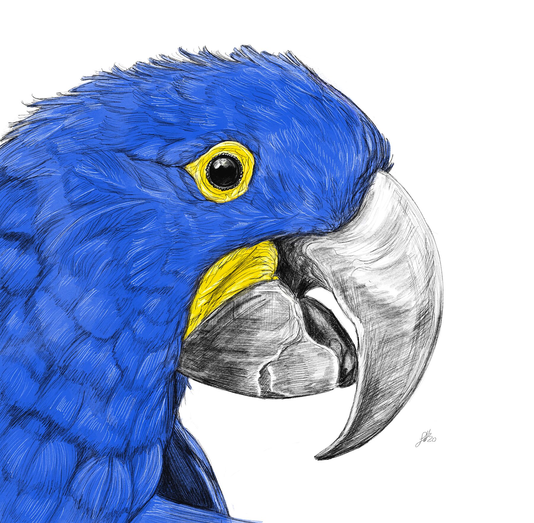 A detailed and colourful pencil and watercolour illustration of a Hyacinth Macaw bird, showcasing its blue feathers and yellow eye. Monogrammed  on the right by Sophie Hall.