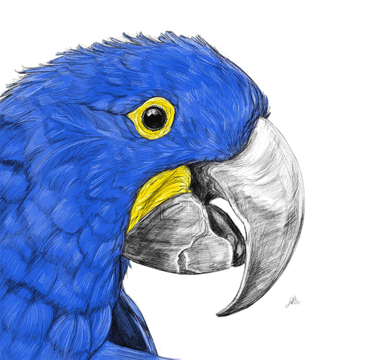 A detailed and colourful pencil and watercolour illustration of a Hyacinth Macaw bird, showcasing its blue feathers and yellow eye. Monogrammed  on the right by Sophie Hall.