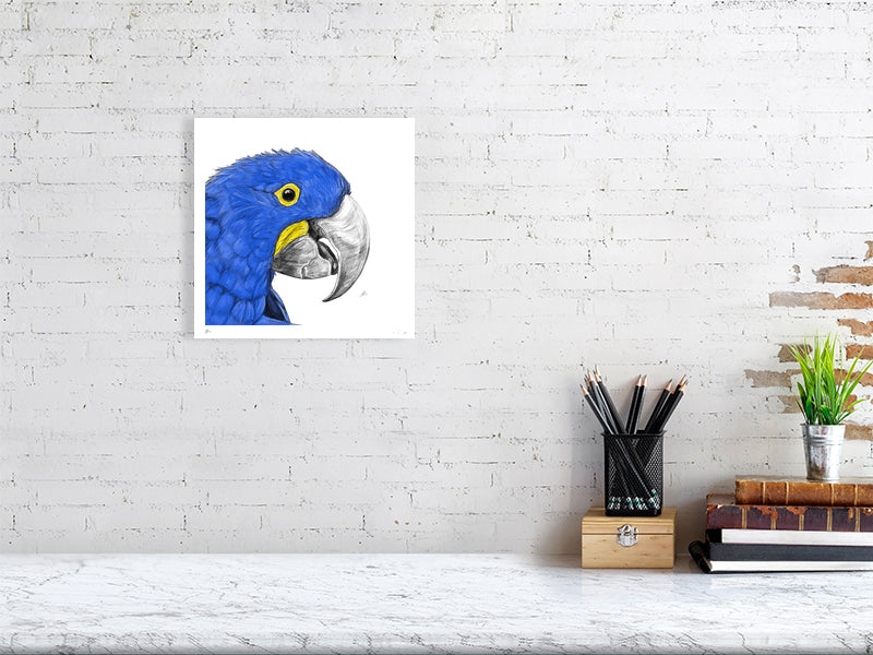 A small unframed pencil and watercolour illustration of a Hyacinth Macaw bird, hanging on a white brick wall over a marble desk.
