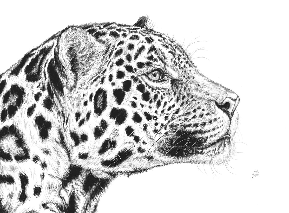 A pencil portrait drawing of a jaguar with a detailed and lifelike depiction, part of the Alphabet Animals series.