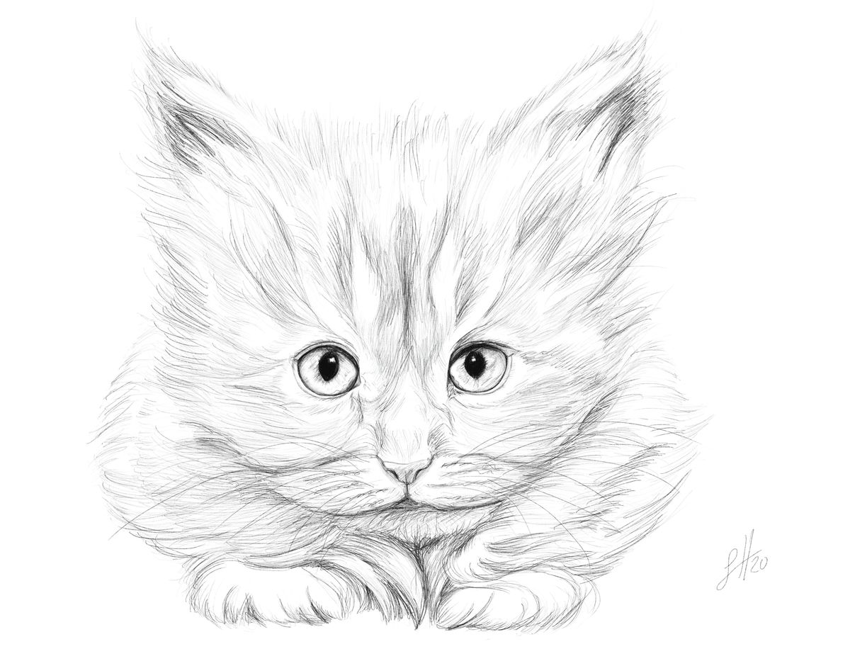 A pencil drawing of a white kitten crouched over its front paws with an intent expression. Signed in the right corner with Sophie Hall's monogram.