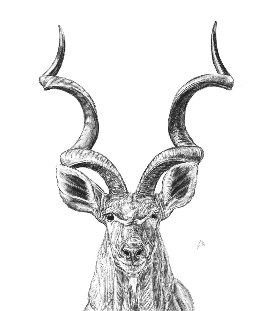 A pencil drawing of a Kudu, a type of South African antelope, with twisting horns and two large ears.
