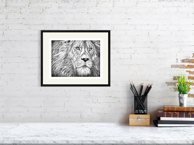 A medium framed detailed pencil drawing of a lion's face gazing pensively into the distance, signed by Sophie Hall and hanging on a white brick wall above a desk.