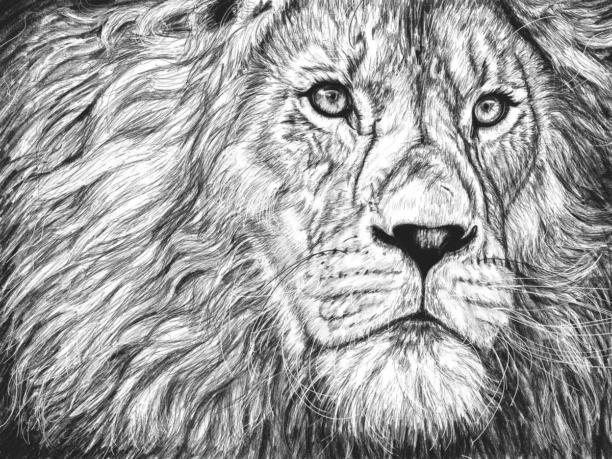A detailed pencil drawing of a lion's face gazing pensively into the distance. By Sophie Hall.