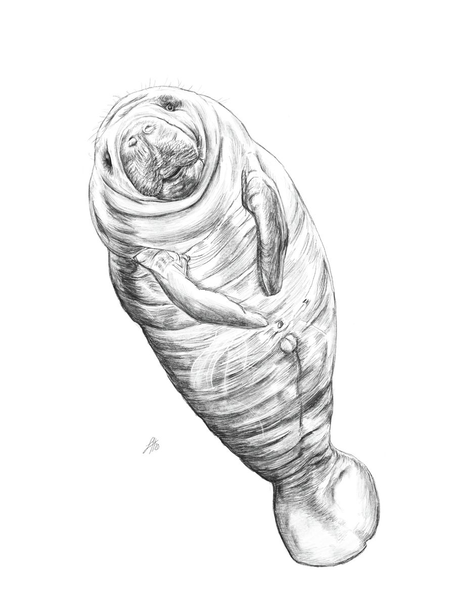 A detailed pencil drawing of a manatee, a whale like creature, on a white background. Signed by Sophie Hall.