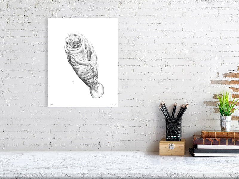 A large unframed detailed pencil drawing of a manatee, a whale like creature, on a white background. Signed by Sophie Hall and hanging on a white brick wall above a desk.
